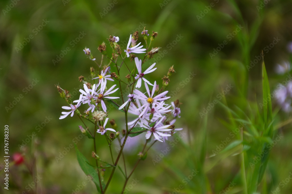 Wild Asters Wild Asters