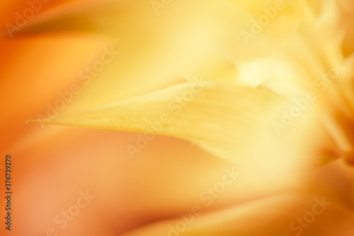 Autumn blurred nature background. Silhouettes of plants against sunset backgr...