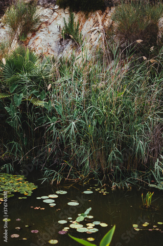 Green vegetation near the lake