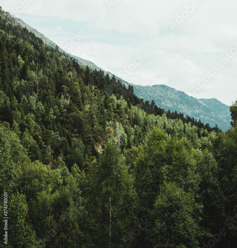 Mountain full of green trees