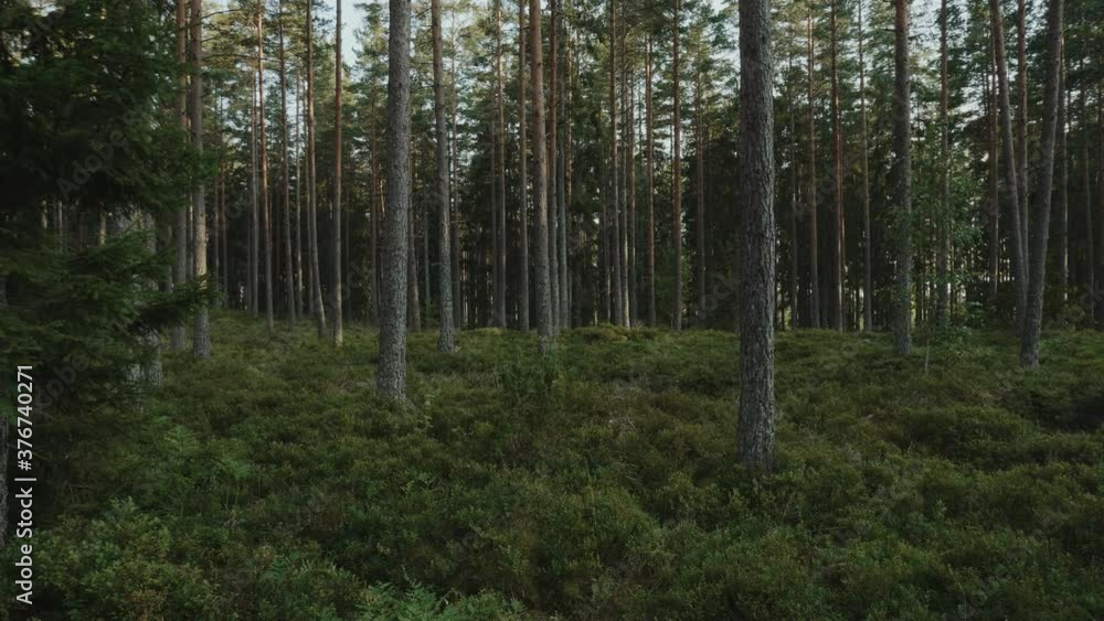 large mysterious beautiful forest large mysterious beautiful forest