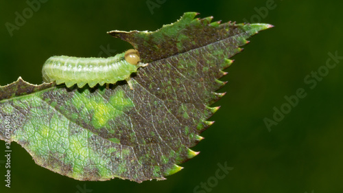 Closeup of a green butterfly larvae eating on a rose-leaf.