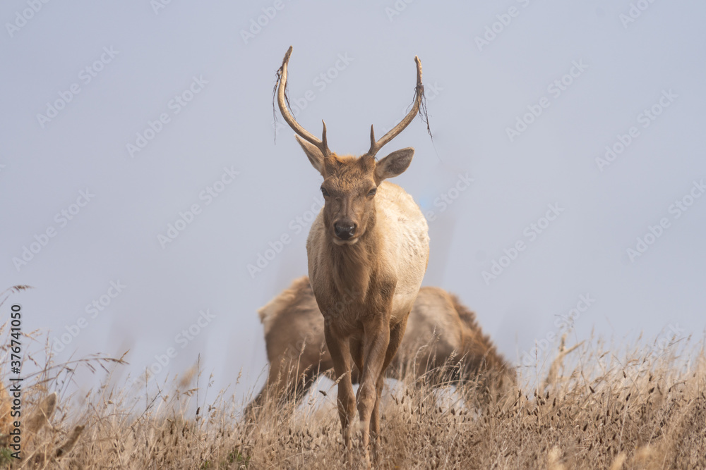 Tule elk in the mist Tule elk in the mist