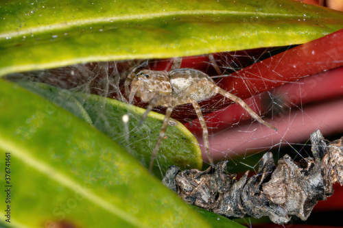 Nursery Web Spider of the Genus Architis photo