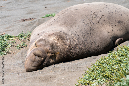 Elephant seal 