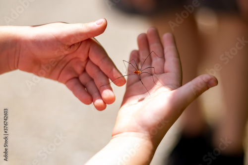 A girl playing with a daddy long-leg spider in her hands. 