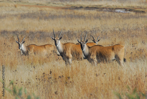 Antelope