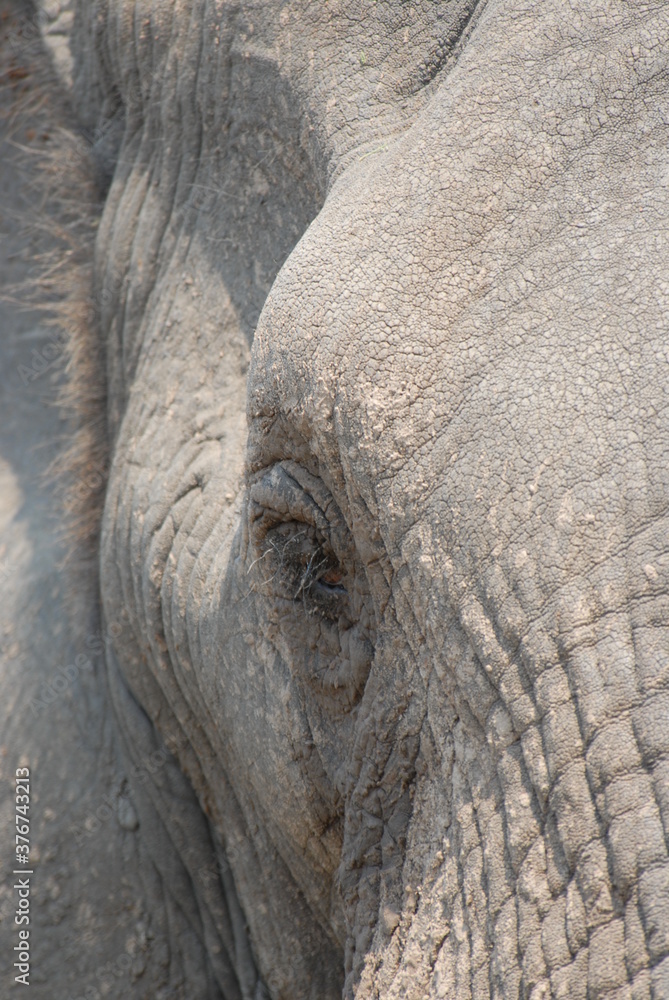 Fototapeta premium Elephant eye