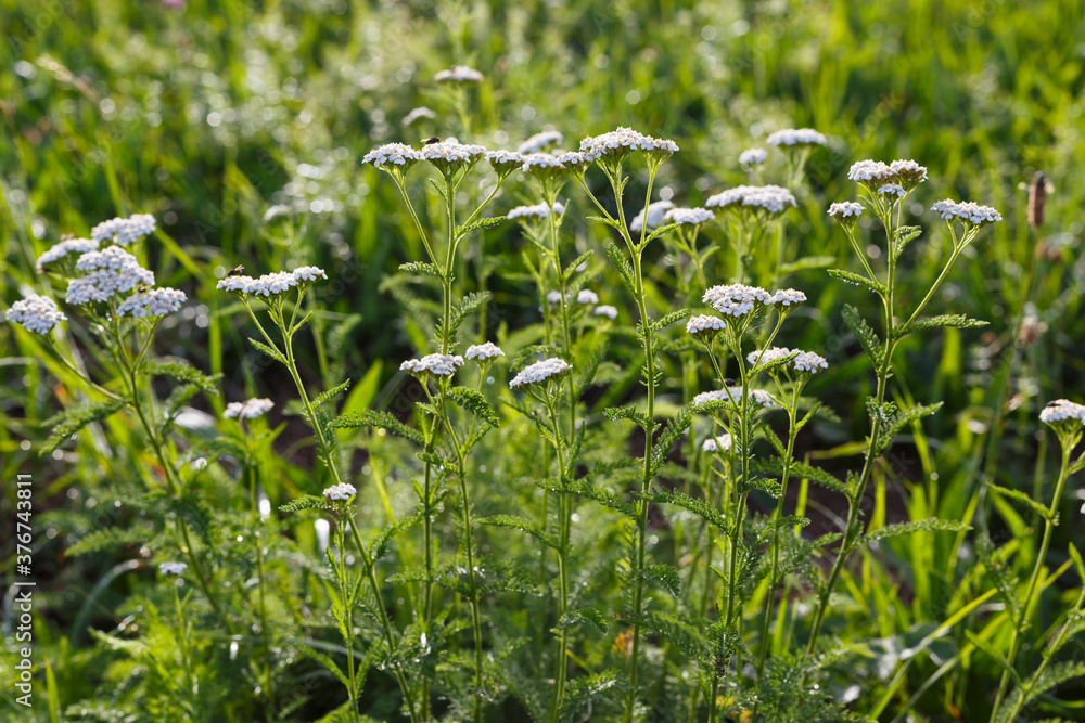 Schafgarbe (Achillea millefolium) in der Wiese Schafgarbe (Achillea millefolium) in der Wiese