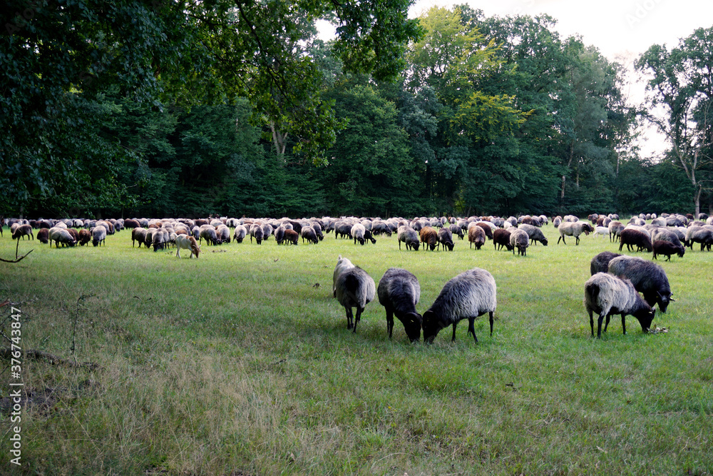 Fototapeta premium Eine Herde Heidschnucken weiden auf einer Wiese