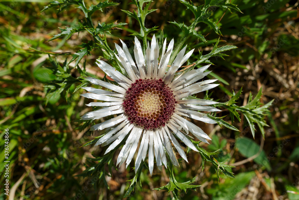 Silberdistel begegnet bei Albstadt auf der Schwäbischen Alb Silberdistel begegnet bei Albstadt auf der Schwäbischen Alb
