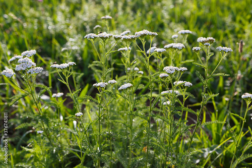 Schafgarbe  Achillea millefolium  in der Wiese