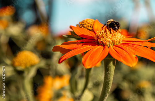 Mexican sunflower and bee