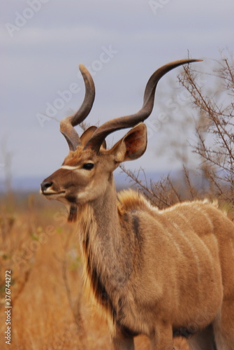 Male Kudu