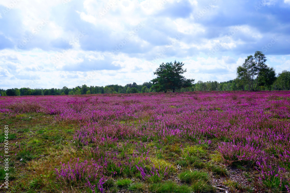 Ein Blick über die blühende Heide bei Schneverdingen in Niedersachsen