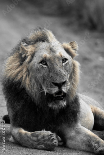 Male Lion