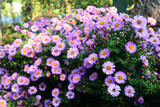 Growing beautiful Aster alpinus, dwarf pink alpine aster flowers richly blooming in the flowerbed in autumn.
