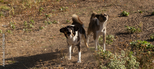 Photography Two rabid dogs throw themselves at the camera lens.