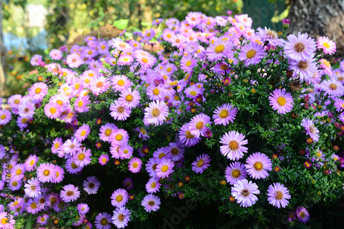Growing beautiful Aster alpinus, dwarf pink alpine aster flowers richly blooming in the flowerbed in autumn. photo
