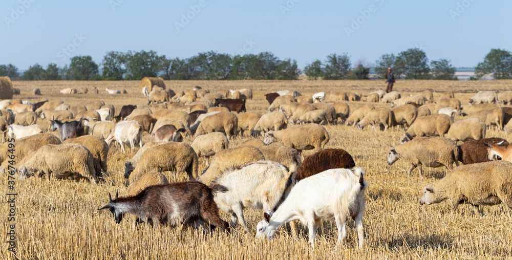 A herd of goats and sheep. Animals graze on the stubble of wheat. Round bales of straw in the field.