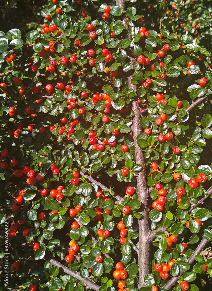 Obraz premium red and green