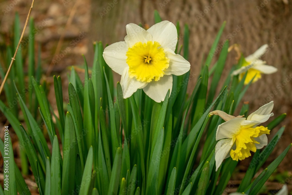 White and Yellow Tulips With a Tree Stump Behind Them White and Yellow Tulips With a Tree Stump Behind Them