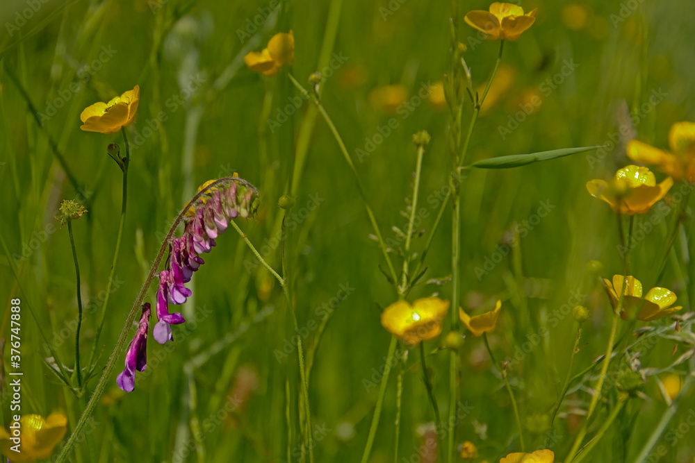 Close-up of a beautiful bright purple hairy vetch flowers in a lush green field, selective focus with bokeh backround. Vicia villosa Close-up of a beautiful bright purple hairy vetch flowers in a lush green field, selective focus with bokeh backround. Vicia villosa