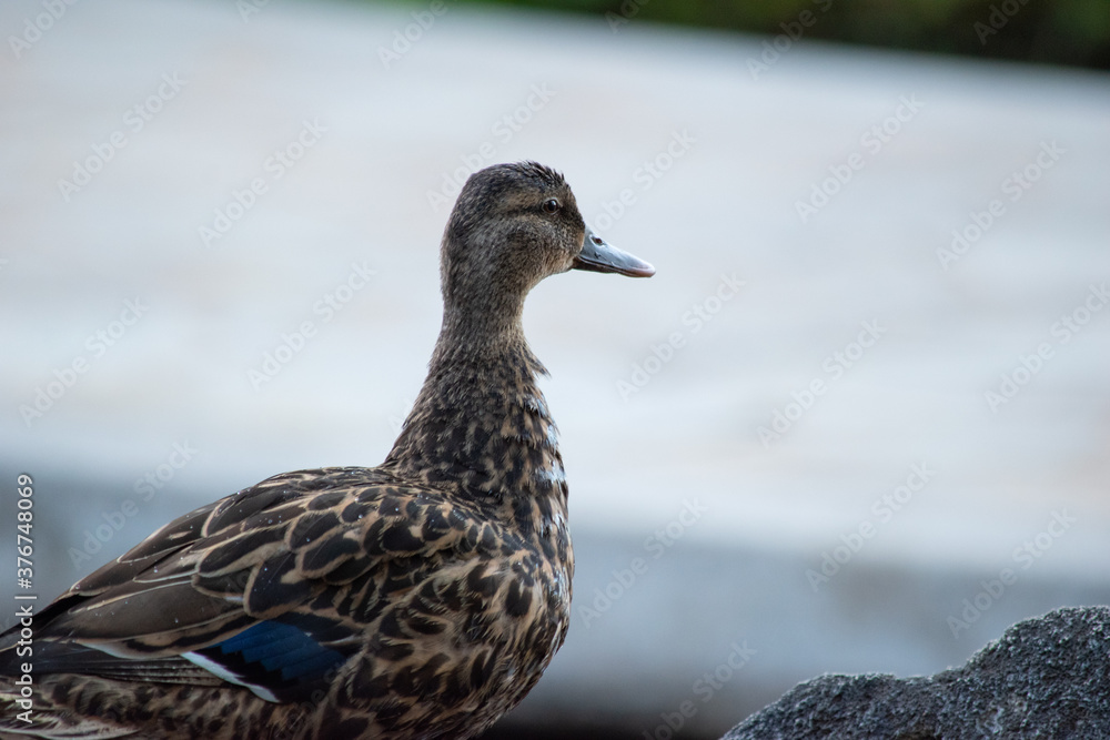 close up of domesticated mallard ducks with blue feathers in the city in Hawaii Oahu close up of domesticated mallard ducks with blue feathers in the city in Hawaii Oahu
