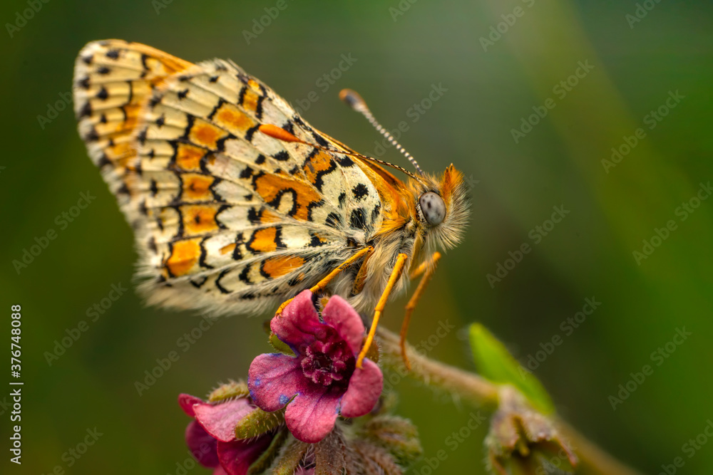 Obraz premium Macro shots, Beautiful nature scene. Closeup beautiful butterfly sitting on the flower in a summer garden.