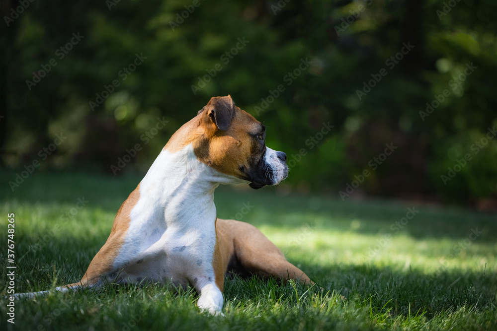 Boxer dog looking right