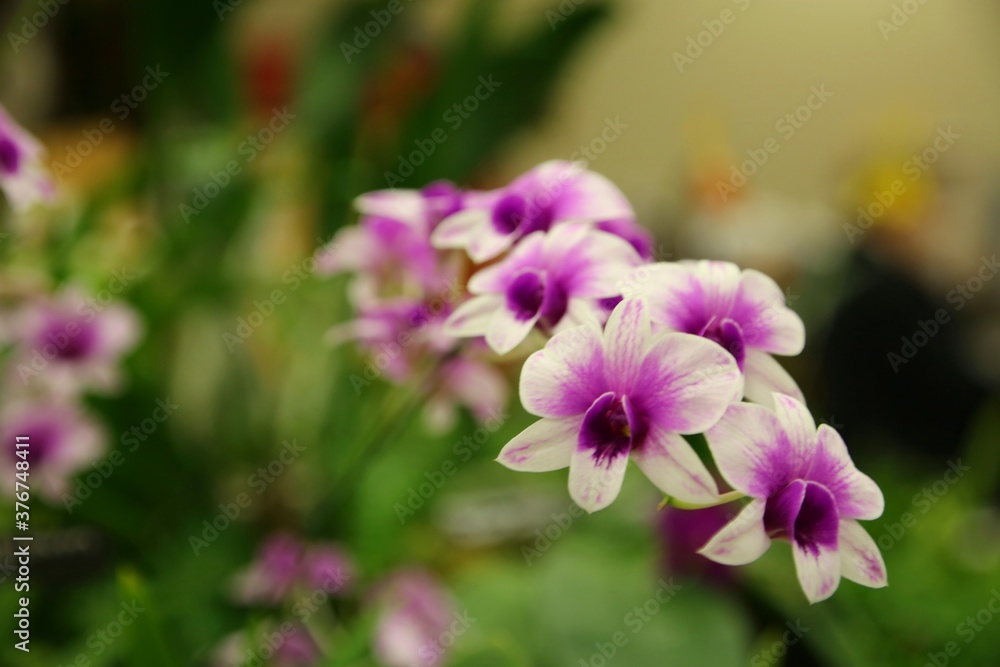 Obraz premium Purple and White Cattleya Orchids in Closeup Indoors