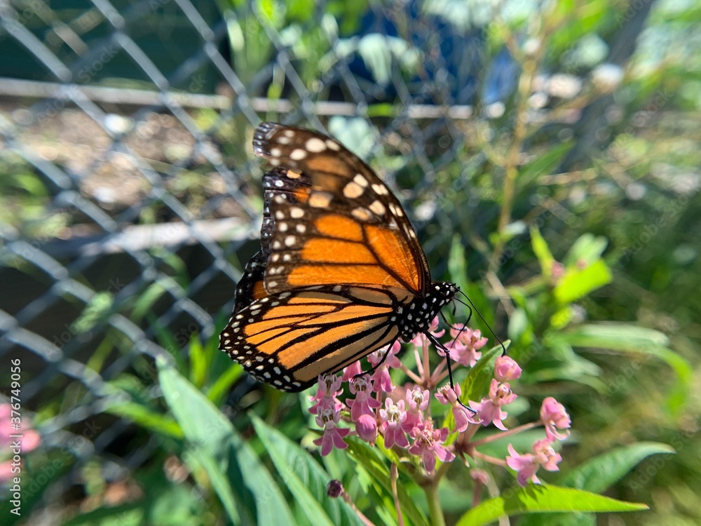 Monarch butterfly I took. This photo was also extremely hard to take. Monarch butterfly I took. This photo was also extremely hard to take.
