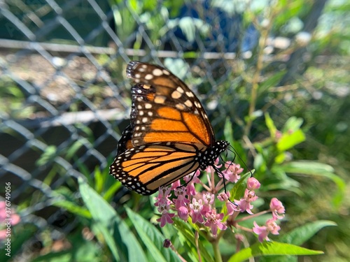 Monarch butterfly I took.  This photo was also extremely hard to take.   © Bayaar