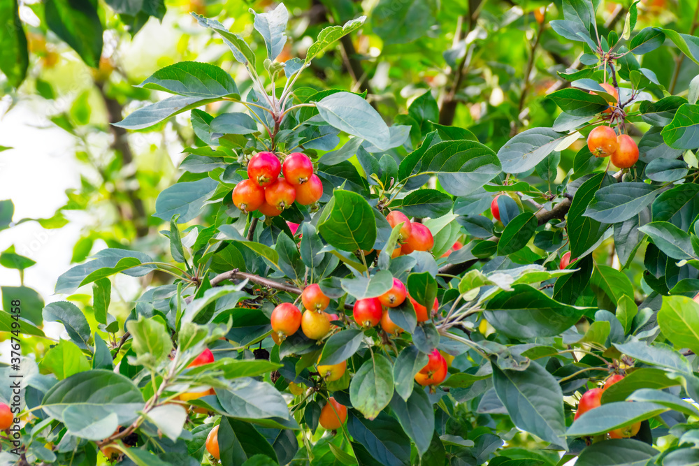 Small red ranetki (small apples) on a tree branch with green leaves