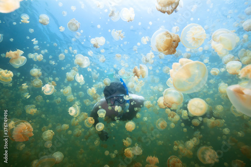 Man snorkeling in Jellyfish lake, Palau.