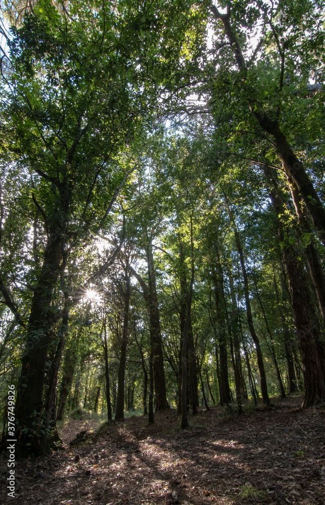 Fototapeta premium forest tree in sicily summer season