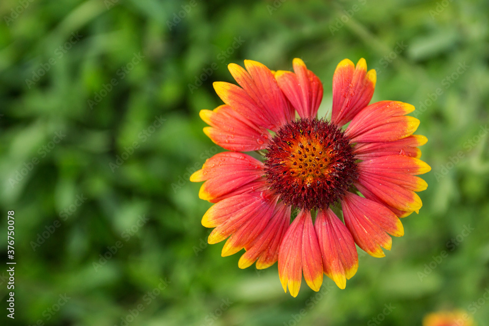 Red and yellow rudbeckia flower closeup in summer garden Red and yellow rudbeckia flower closeup in summer garden