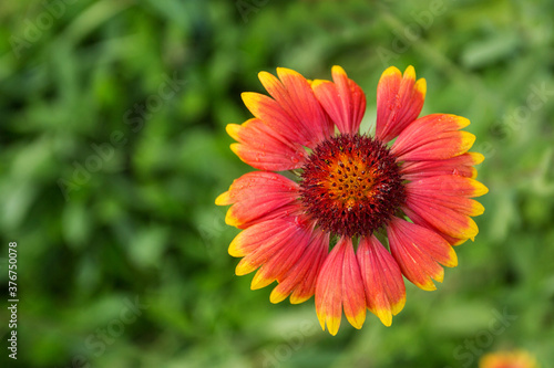 Red and yellow rudbeckia flower closeup in summer garden