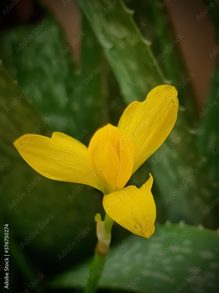 Fototapeta premium Selective focus on a yellow flower with background blur 
