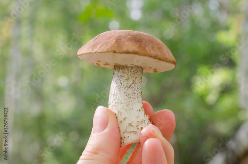 Edible boletus mushroom in the hands of the forest. Autumn mushroom picking
