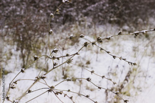 willow branches in winter