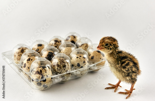 Baby quail next to a plastic box full with eggs