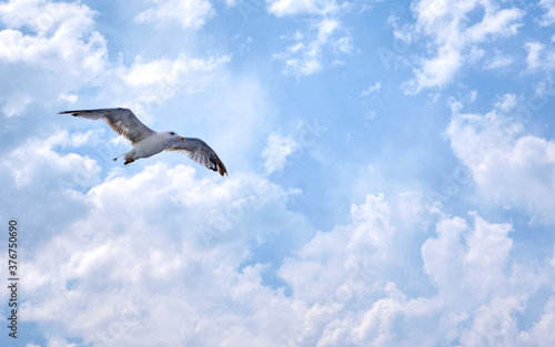 Seagull flying above with clouds in background