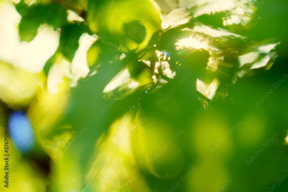 Obraz premium Unsharp leaves with sun rays