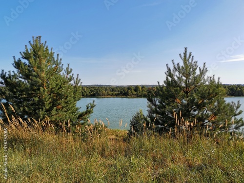 pine tree on the shore of lake