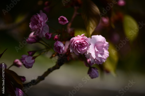 Vivid color of Cherry Blossom or Sakura flower on blue sky background soft focus