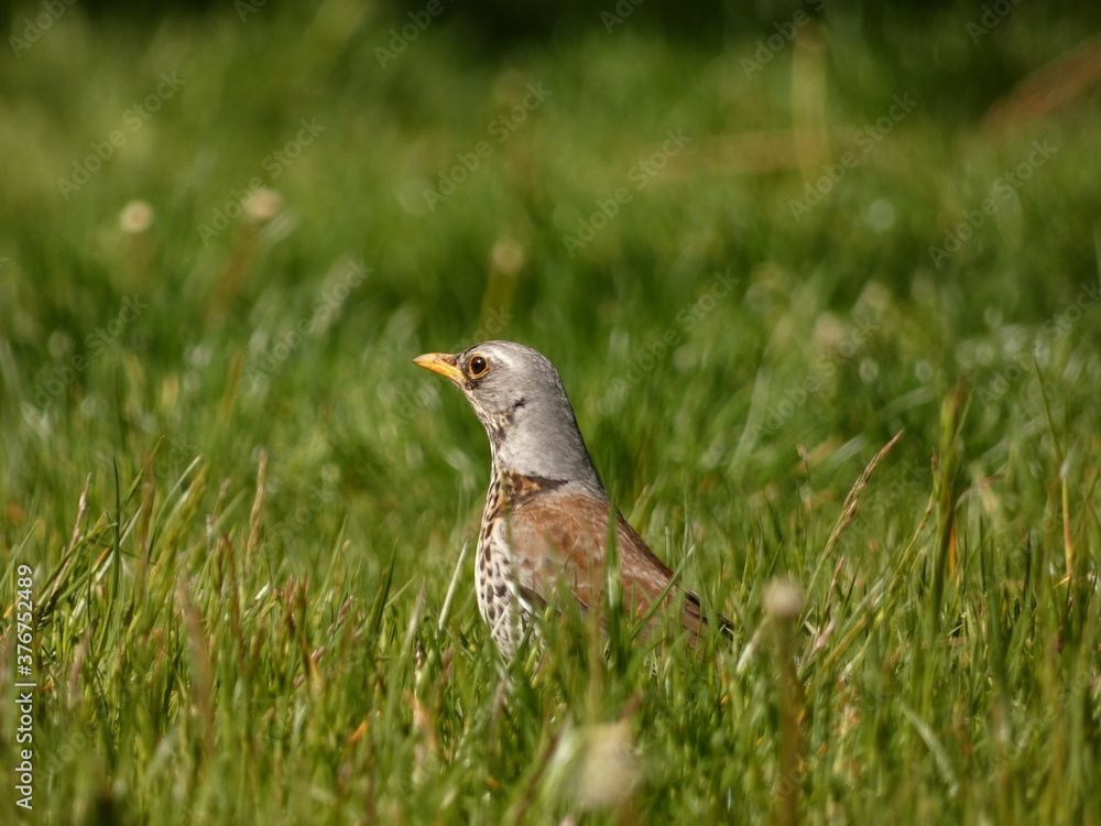 Fieldfare (Turdus pilaris) - grey-brown bird in the grass, Gdansk, Poland Fieldfare (Turdus pilaris) - grey-brown bird in the grass, Gdansk, Poland
