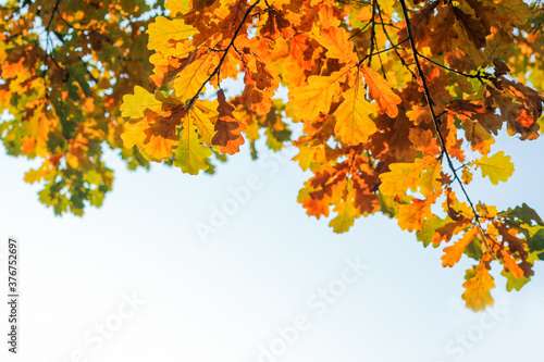 oak branches in autumn. bright foliage in the sun. autumn landscape © Elena