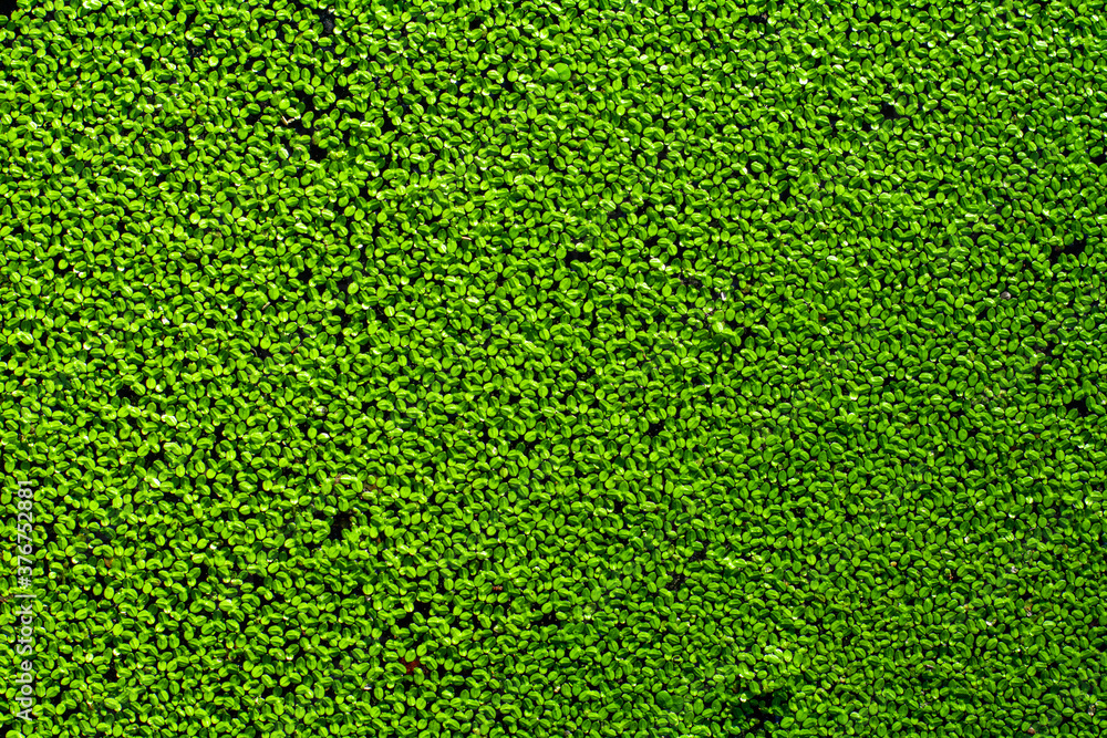 Natural green duckweeds on the water. Natural green duckweeds on the water.