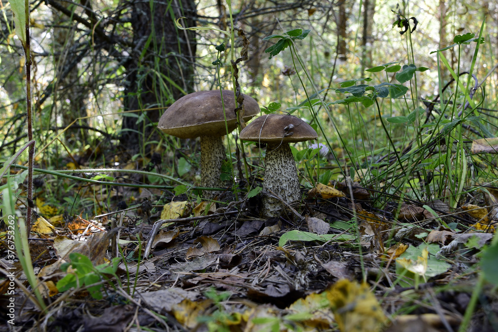 Fototapeta premium Edible boletus spongy mushrooms. Early autumn harvest in the forests of the Western Urals